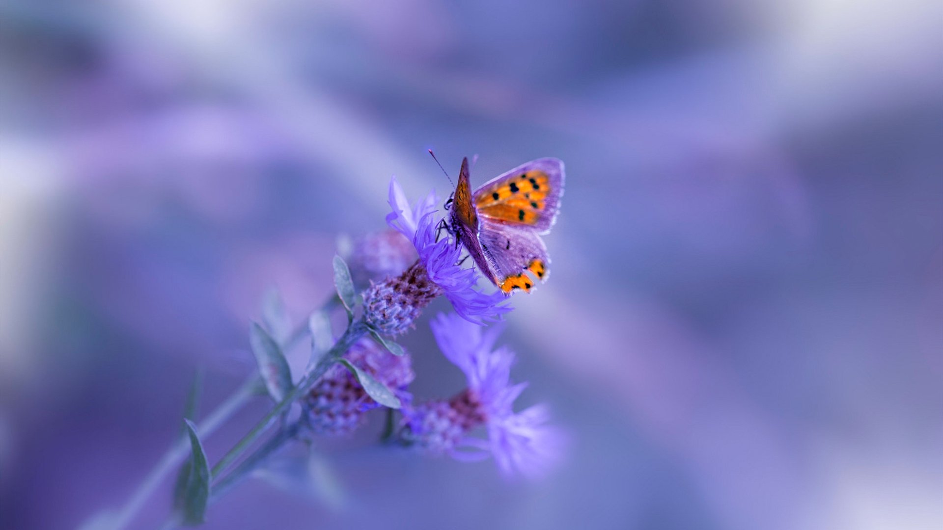 _野生动植物保护跑:运动与环保双赢_,野生动植物保护宣传海报