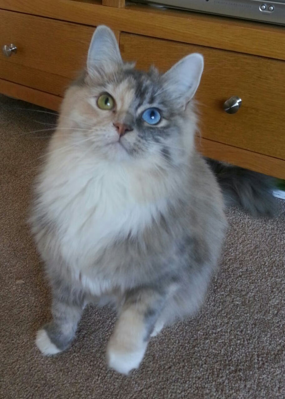 Kaiyun官方登录入口-_绿野奇遇：穿越原始森林的生存竞技赛_，原始森林穿越方案