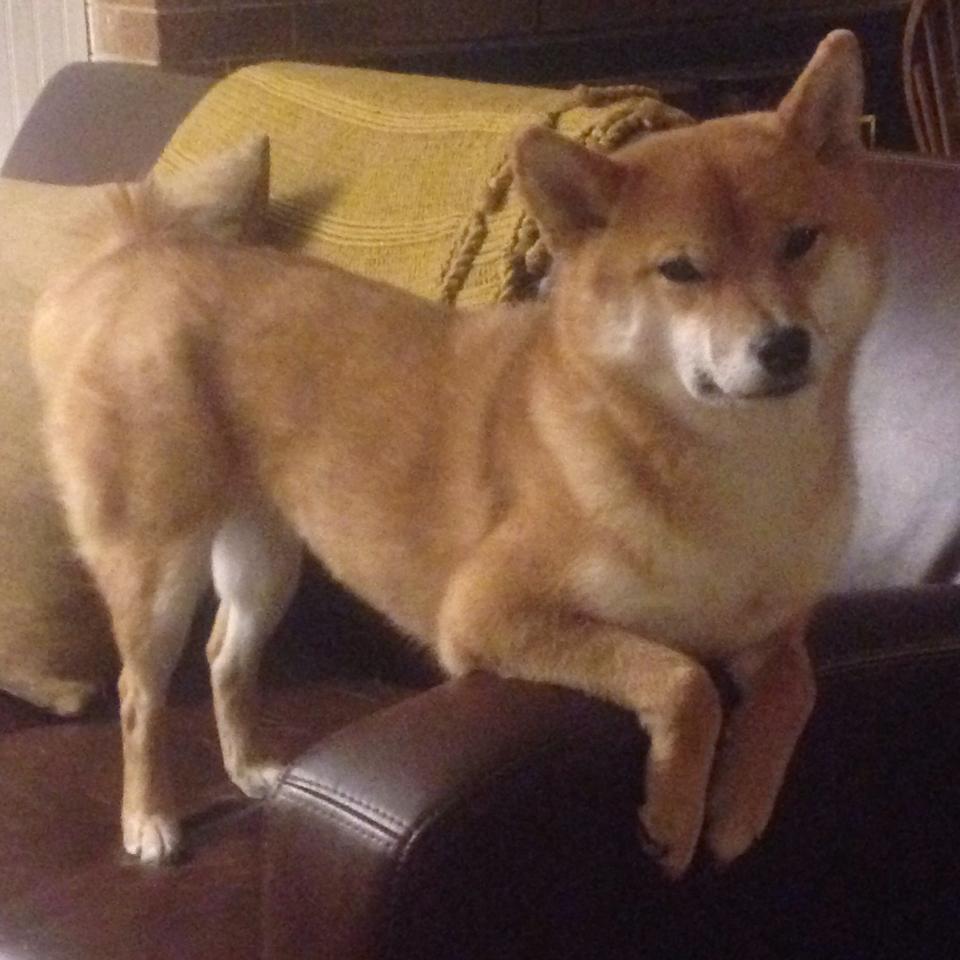 开云网站-【传感器球飞行追踪】比赛瞬间尽在掌握，科技助力极限突破，flying fish传感器