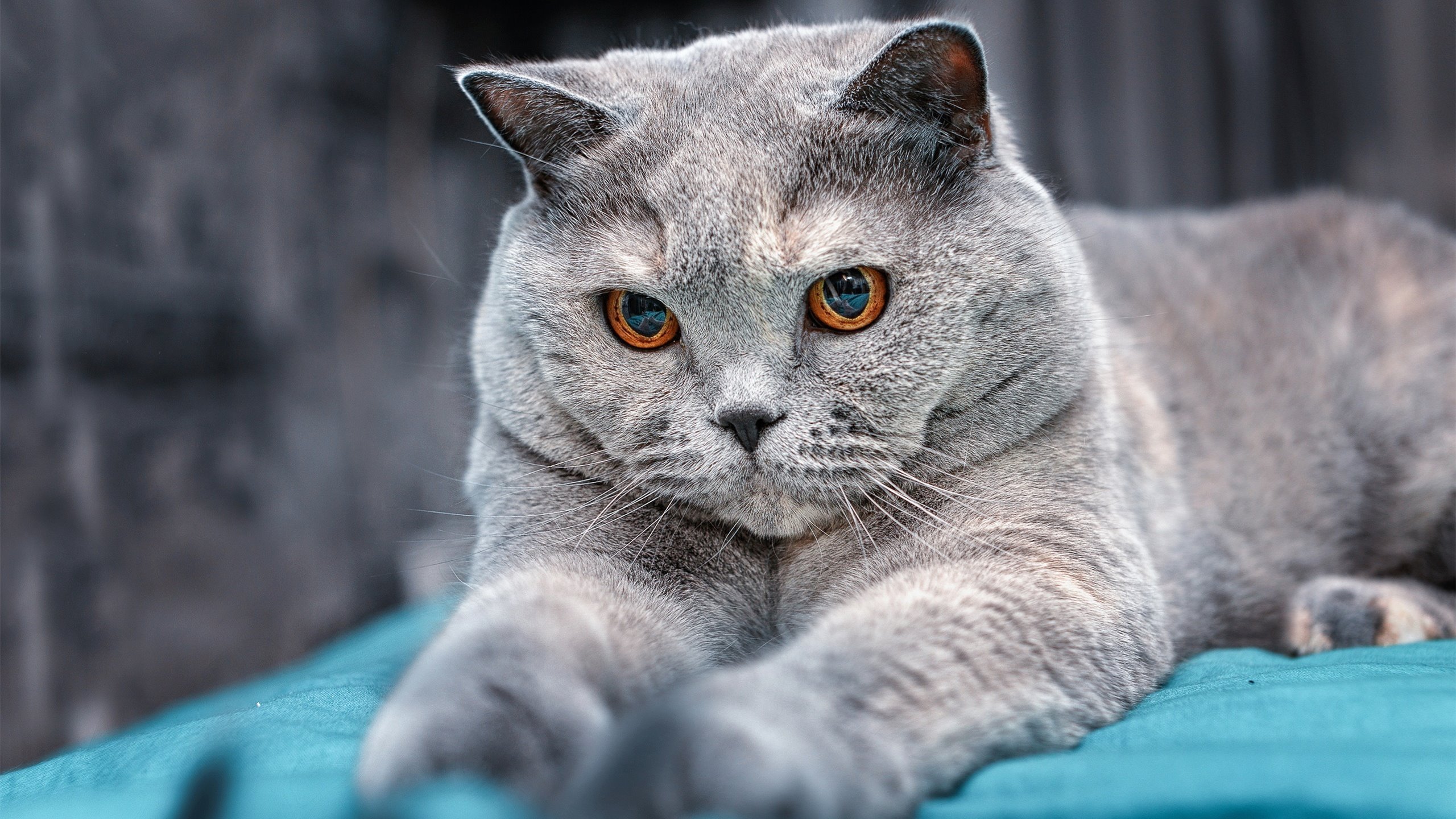 kaiyun.com-史上最经典的个人单挑记忆，你还记得谁的表演？，单挑集锦