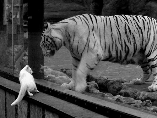 特色篮球赛事融入社区,打造品牌社区体育活动,社区篮球运动