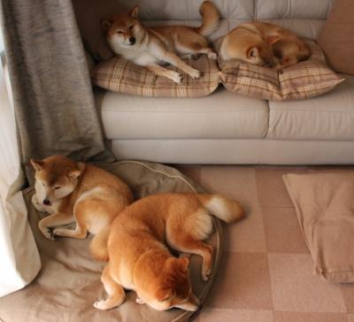 Team Liquid战队纪录片上线，teamdynamics战队