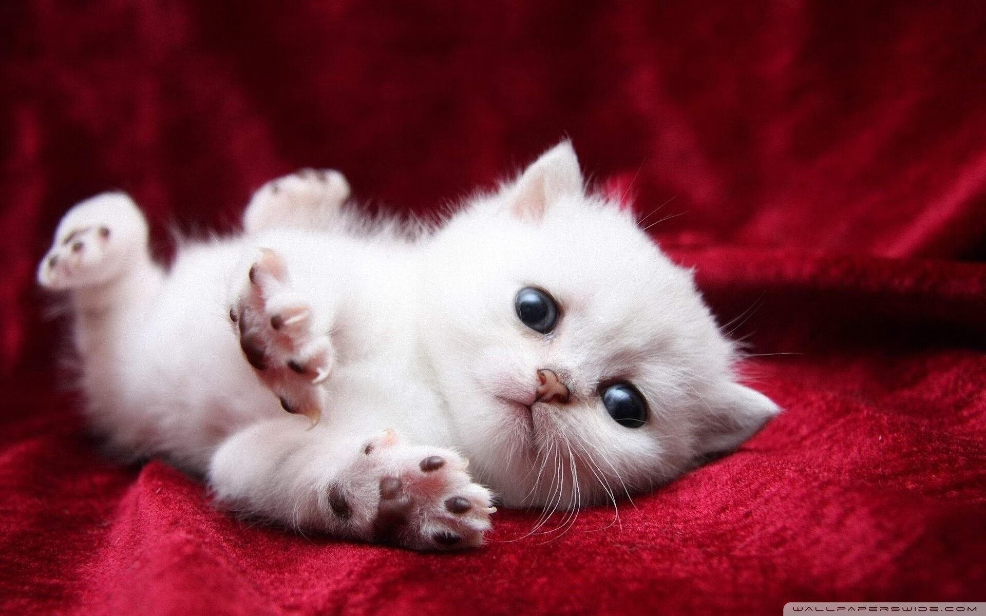 开云入口-冠军之路：一位守门员在比赛中展现出色技术，守门员得分