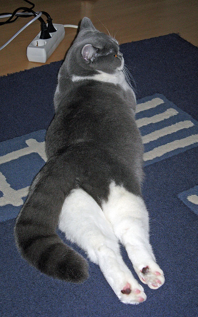 勇士主教练晒训练幕后花絮 备战做足功课,勇士教练历任主教练