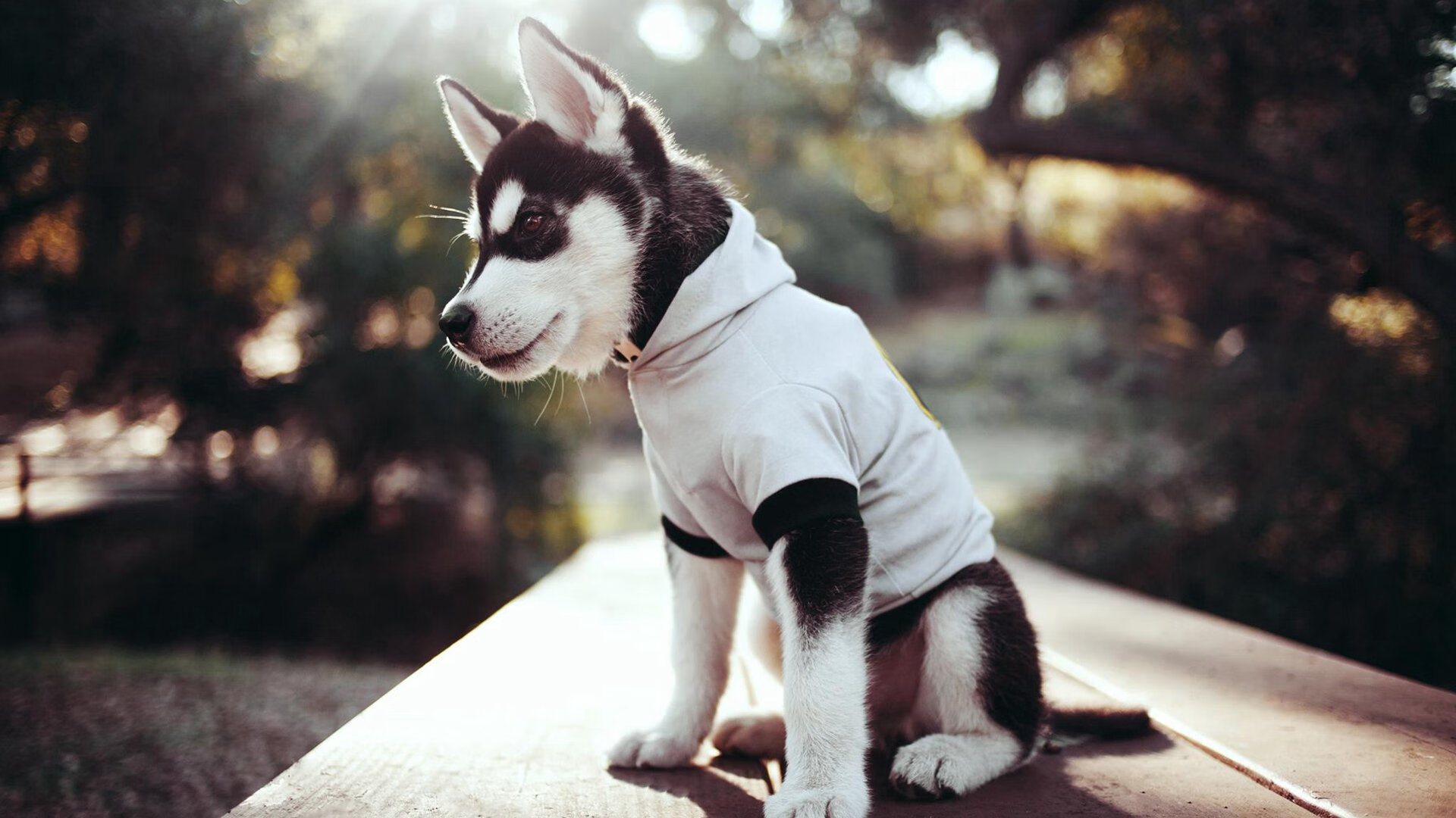 场均得分领先的尼斯队,备战态度严谨,尼斯足球俱乐部主场