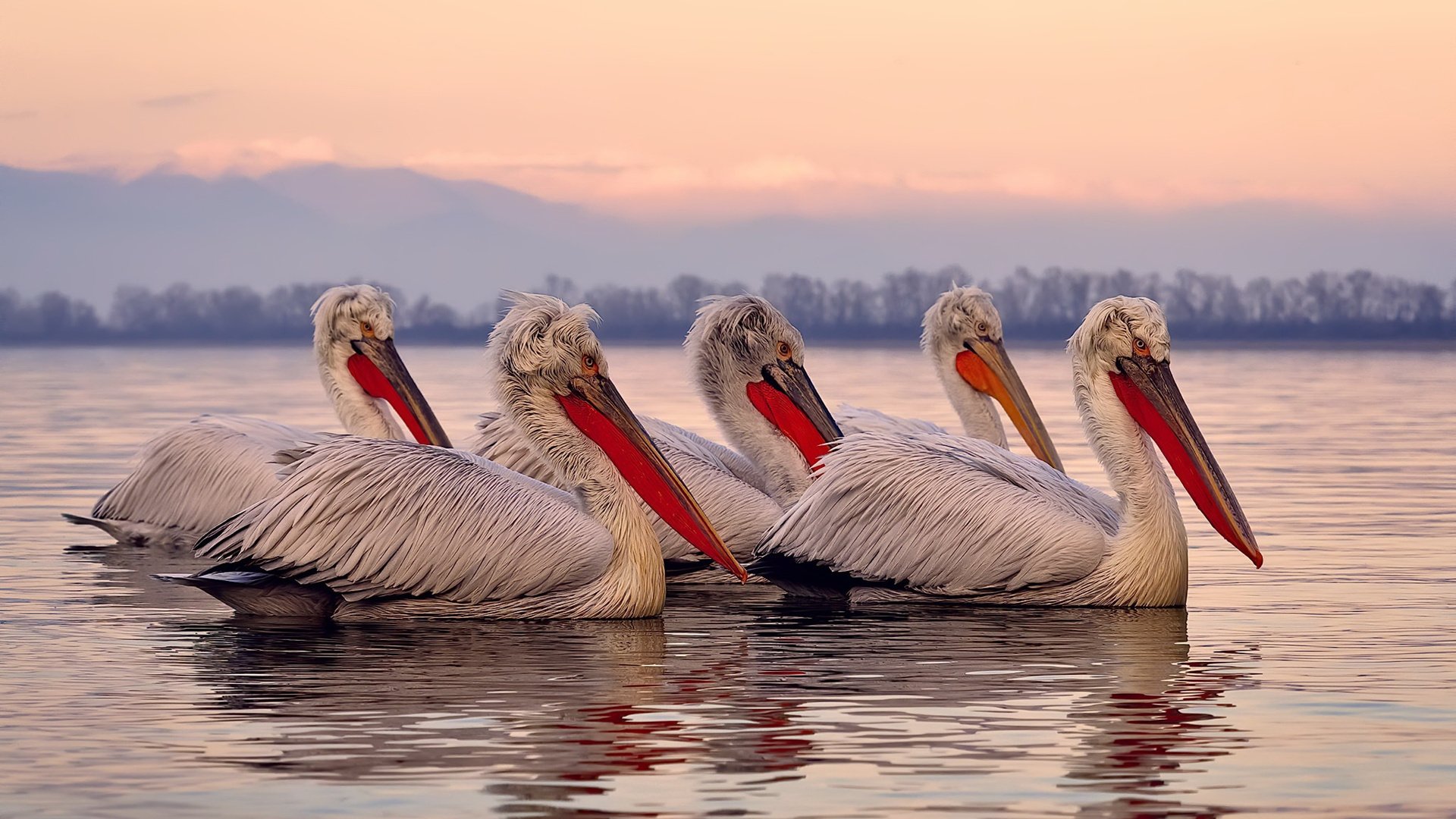 山西汾酒赛季冲击季后赛决心坚定,山西汾酒比赛