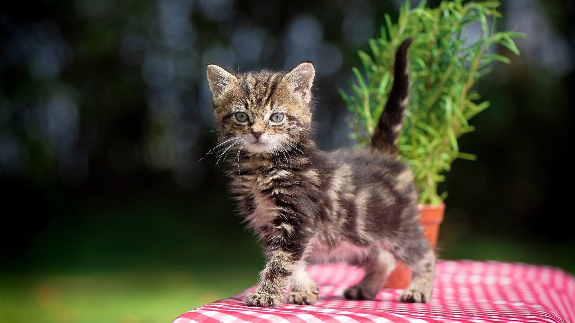开云中国大陆-日本队计划引进海外高水平教练团队，日本队伍教练