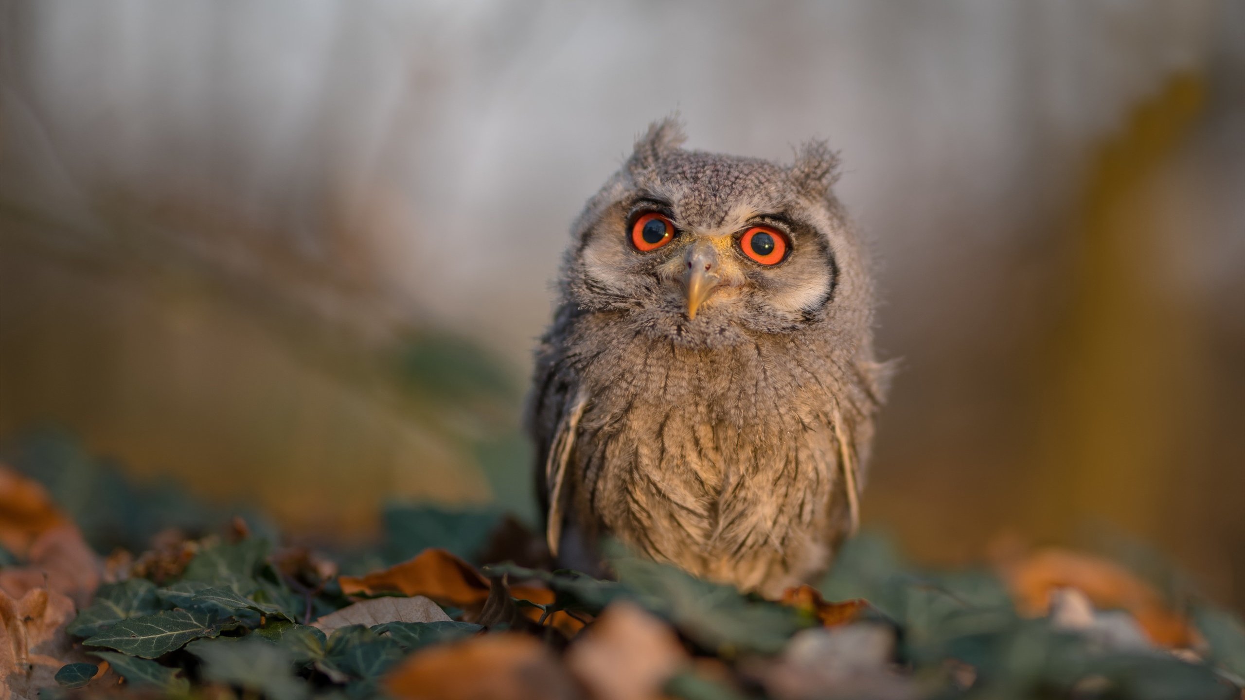 日本队计划引进海外高水平教练团队,日本队伍教练