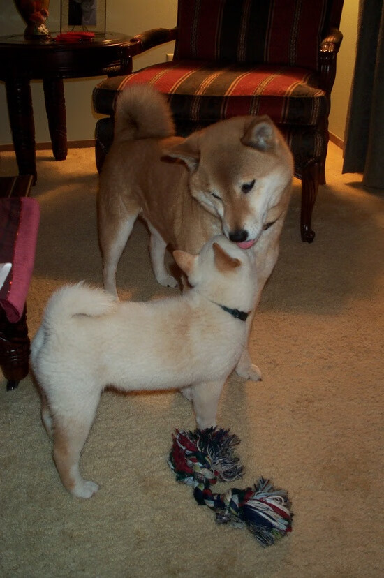 纽卡斯尔联主场0-2不敌阿斯顿维拉,争四形势严峻,纽卡斯尔联球场