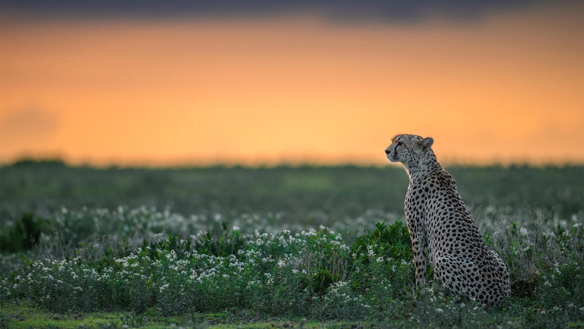 开云中国-阿贾克斯双胜之喜，四强之路充满逆进之兆，阿贾克斯很强