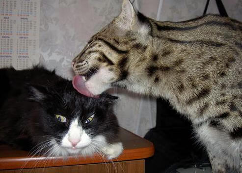 中国青少年篮球推广模式创新及示范基地建设,中国青少年篮球训练营