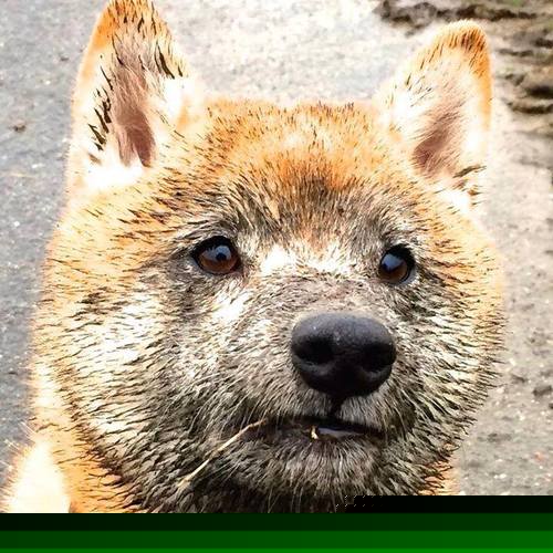 全国青少年羽毛球锦标赛四川队表现突出,全国青少年羽毛球锦标赛参赛资格