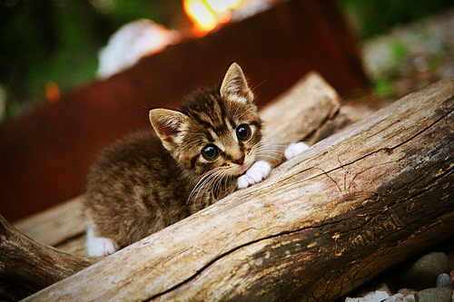 现场直击:赛场中的感人瞬间与球迷热情,足球赛场上的感人瞬间