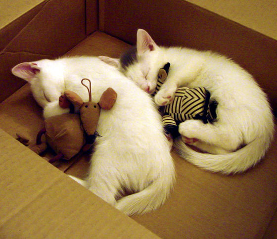 篮球运动员技能动作动作标准制定研究,篮球运动员基本功