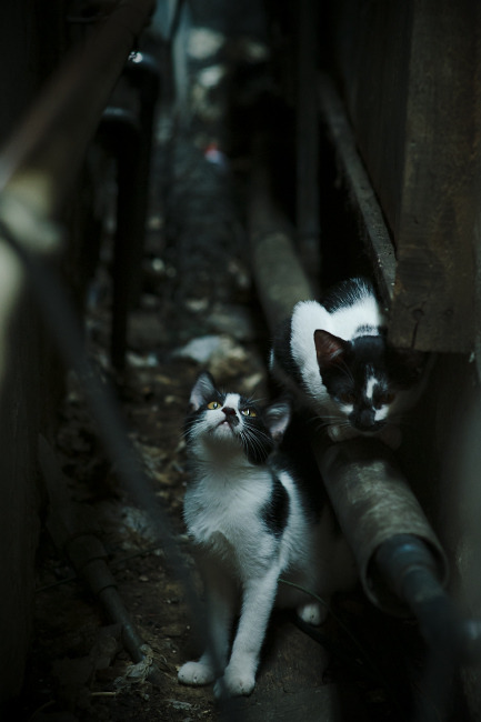 中超国足逆袭亚冠联赛 球迷信心恢复,中超与亚冠实行新规