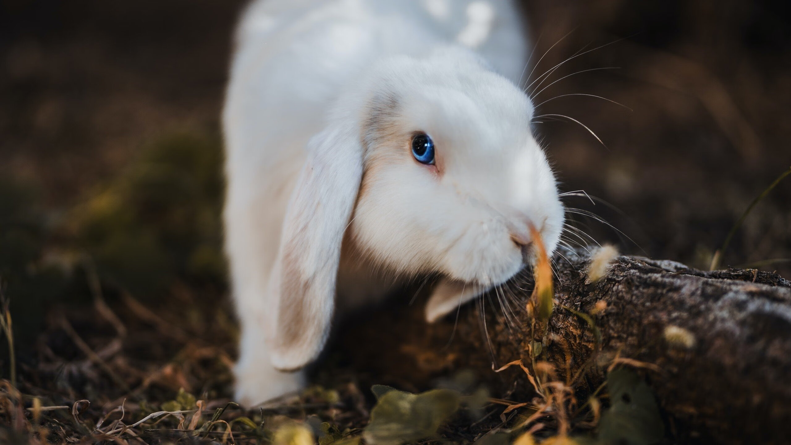 替补球员是否能快速适应比赛节奏变化,替补球员应从什么位置入场