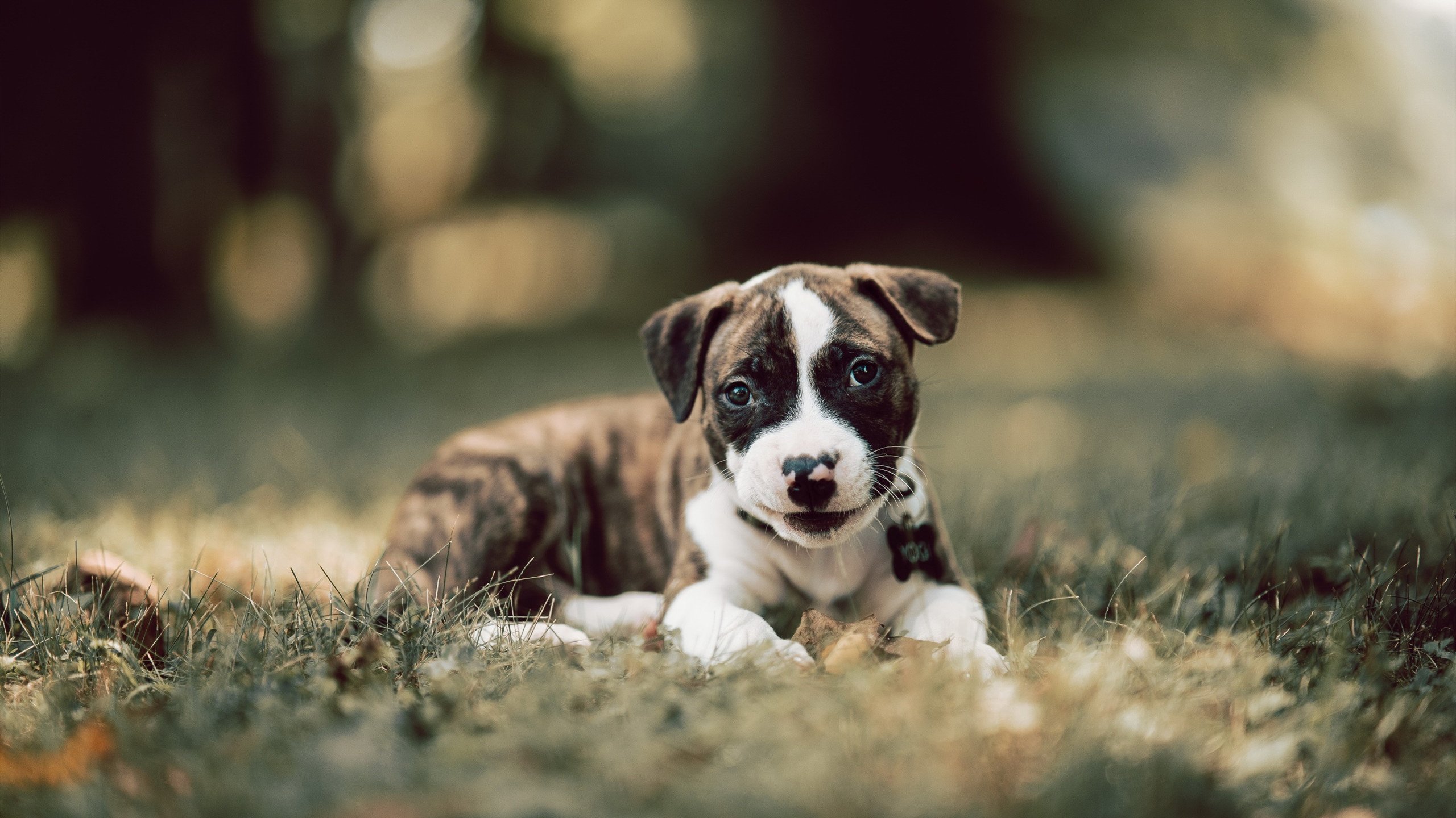 kaiyun登录入口-瑞典乒乓球队未来的核心：年轻化与经验化并重，瑞典的乒乓球优秀选手