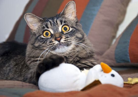 开云网页版登录入口-男队集训成果显现，男篮集训大名单