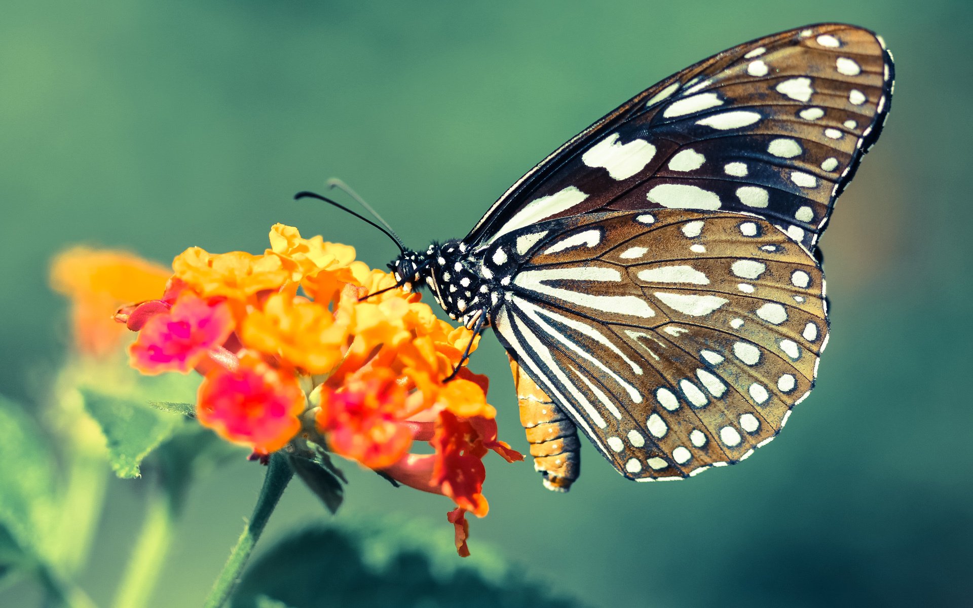 赛季中教练战术变革后场均进球变化趋势,教练技术犯规几次下场
