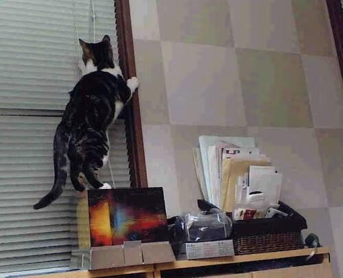 kaiyun官方网站-“南非羚羊队的制胜法宝：诺克·达维德·彼得森的全能展现”