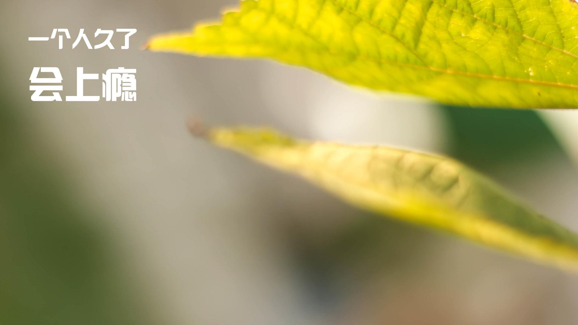 世界杯巅峰时刻:精彩片段让人心动!,世界杯经典比赛视频