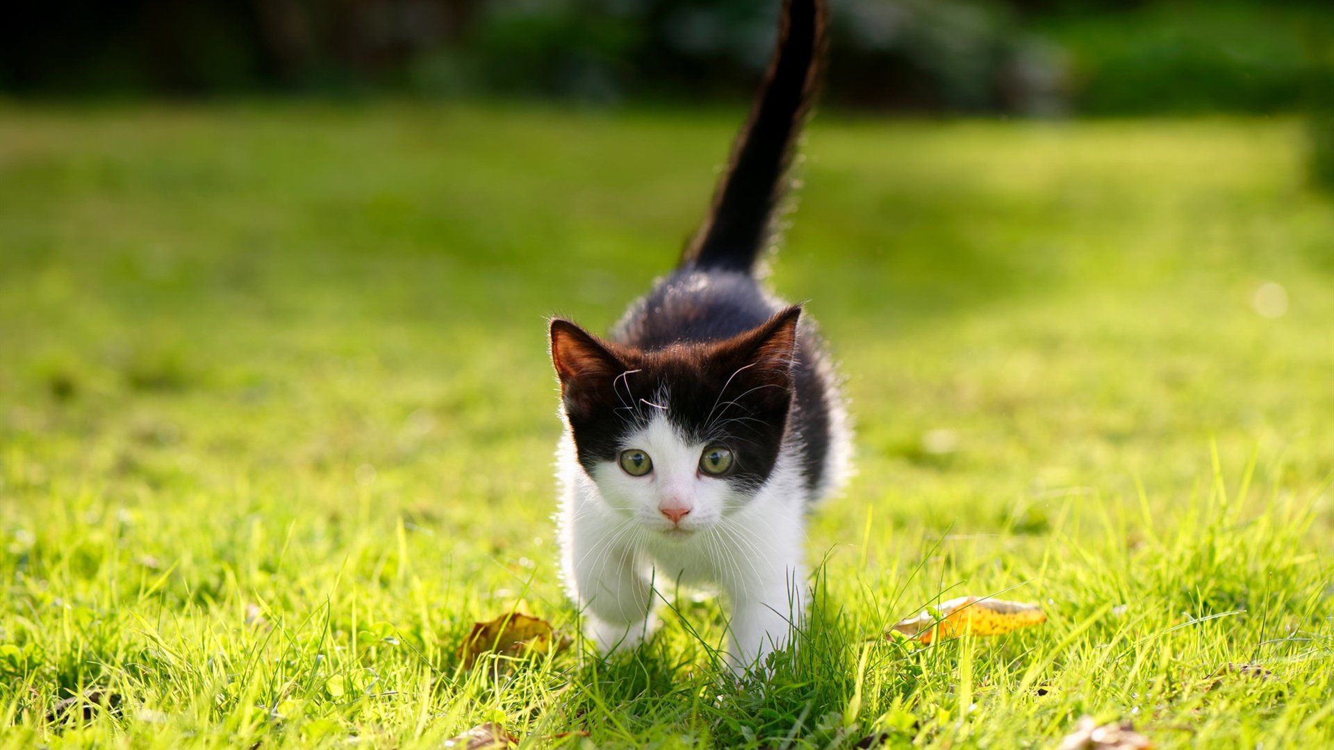 开云官网-体育新闻中心通报全国青少年综合体能测试新成果，青少年体能大赛