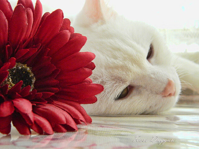 球队大数据中心成立，战术分析能力跃升，球赛大数据