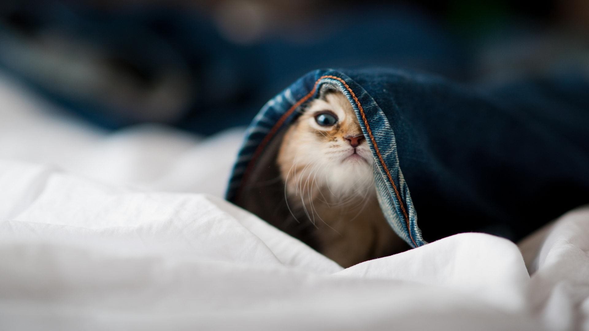 kaiyun.com-篮网加练结束后组织队内趣味游戏，篮网训练营什么时候开始