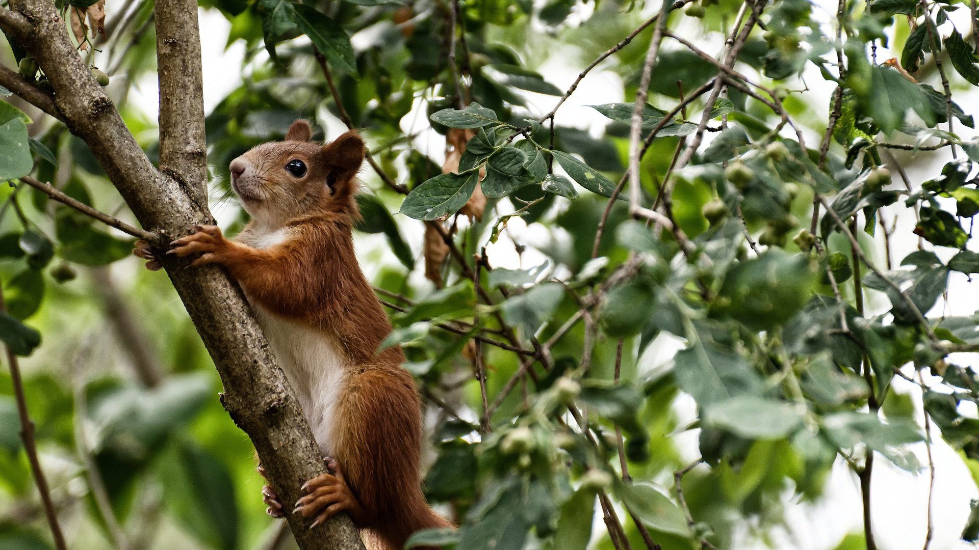 谢佩玲跳台表现成赛场焦点,谢佩璇个人资料